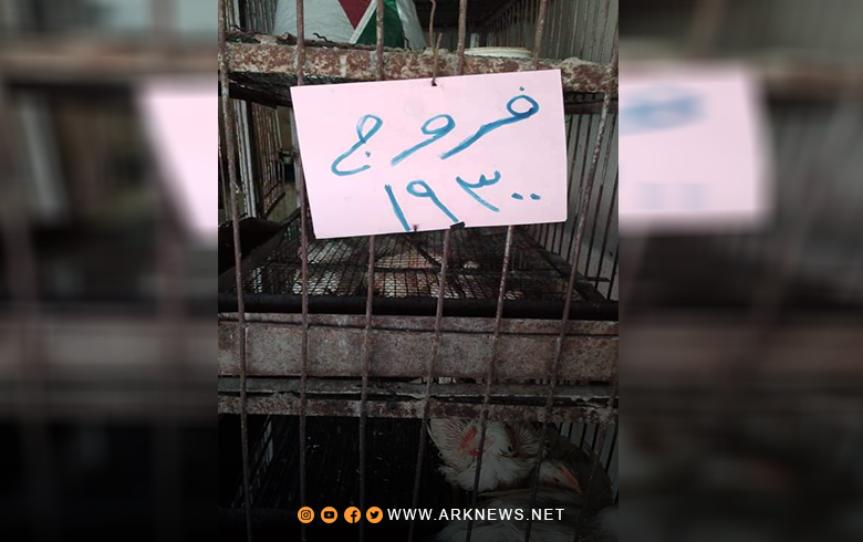 سعر الفروج الواحد يصل إلى أكثر من 60 ألف ليرة سورية في كوردستان سوريا 