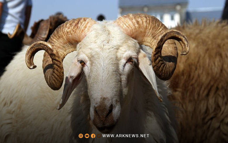 الأضاحي.. ما شروطها ومواصفاتها ووقتها؟