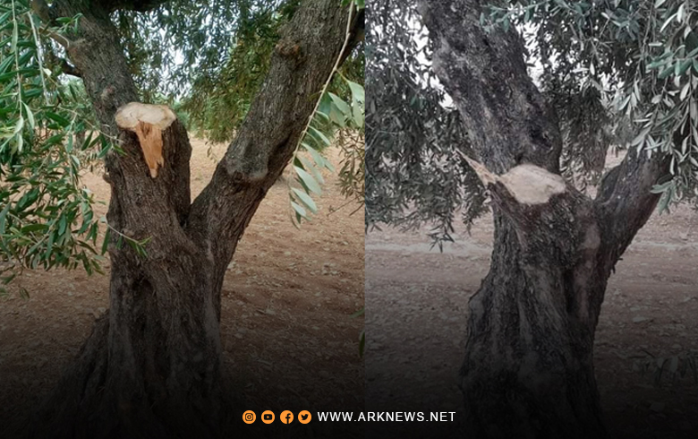 Afrin... Armed factions uproot hundreds of fruitful cherry and olive trees