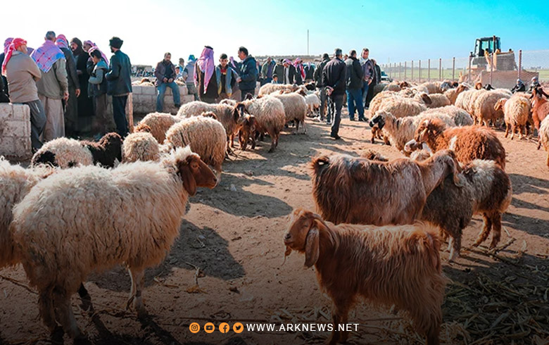 العراق يمنع استيراد وعبور الحيوانات الحية القادمة من سوريا