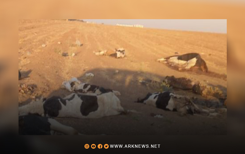 قامشلو.. نفوق عشرات الأبقار نتيجة تفشي مرض 