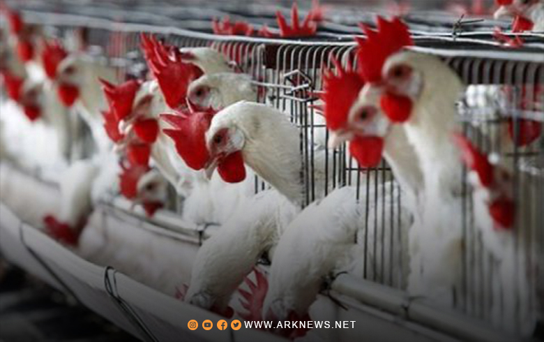نيوكاسل يفتك بقطعان الدجاج في مدينة حمص 