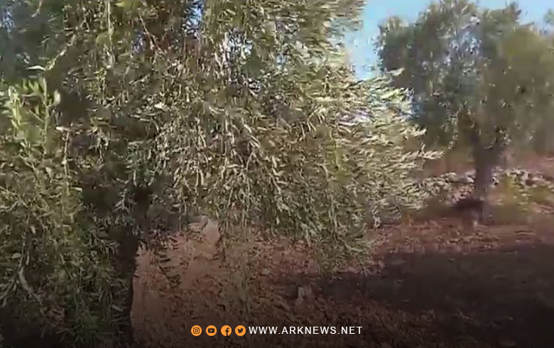 عفرين.. مسلحو فيلق الشام يسرقون محصول نحو