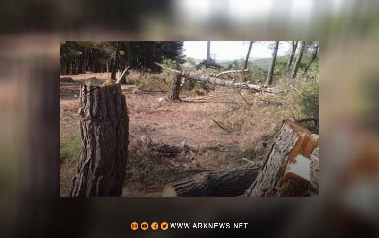Afrin... Al-Amshat gunmen cut down pine trees in one of the villages of Mabata town