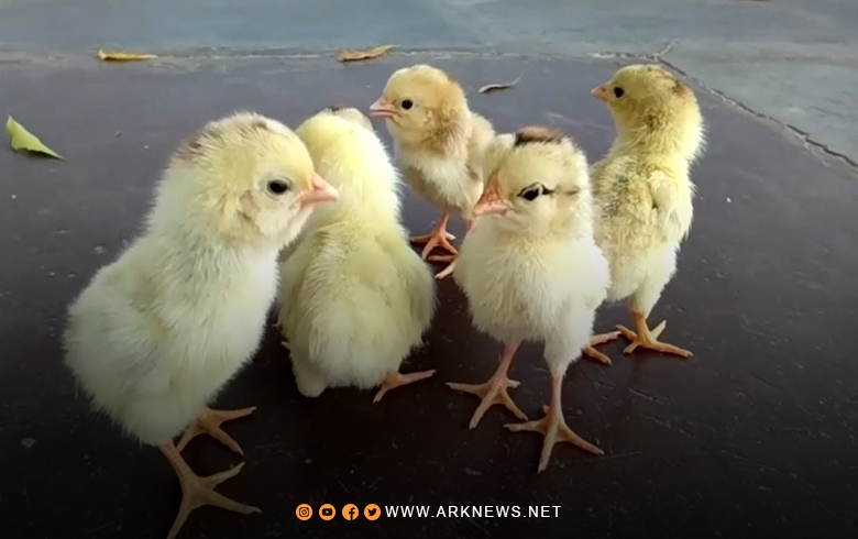الصوص التركي يهدد نسبة 70% من دواجن حماة بالنفوق 