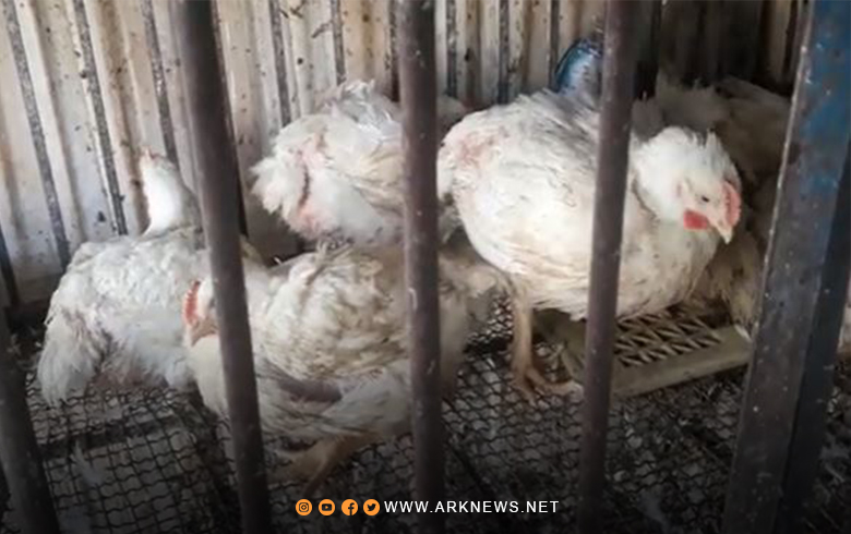  Qamîşlo.. Bihabûna nirxê goştê mirîşkan dibe sedema girtina deriyên dukanên mirîşkan