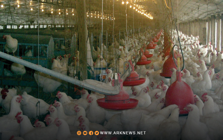 Şam.. Nirxê kîloya mirîşkê bû nêzîkî 40 hezar lîreyên sûrî