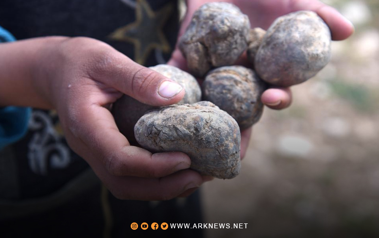 الطوارئ السورية تحذر من مخاطر انتشار الألغام في موسم جمع الكمأة