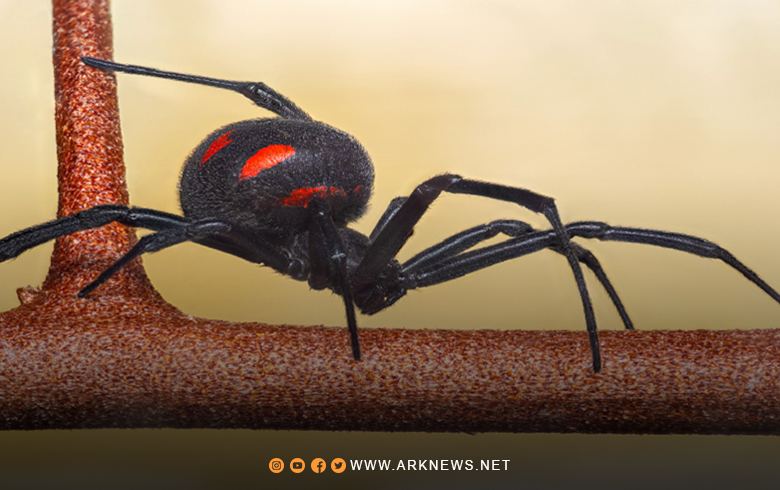 ديلي ميل: عدة ولايات أمريكية تحت تهديد غزو 