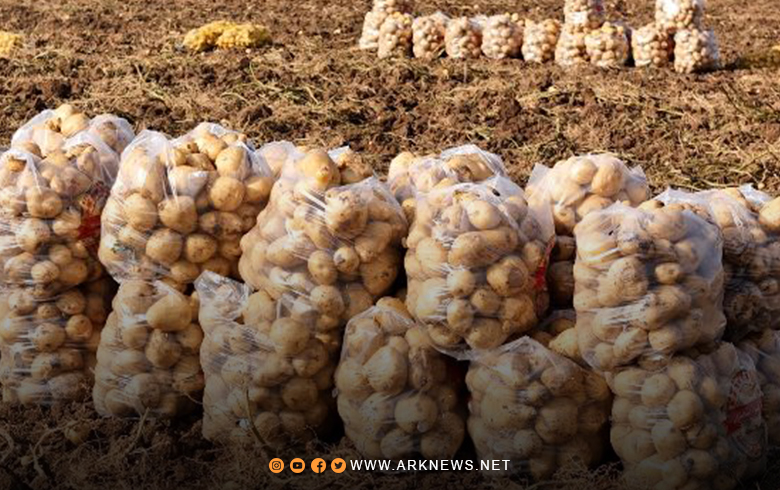 إقليم كوردستان يصدر البطاطا إلى دولة إفريقية 
