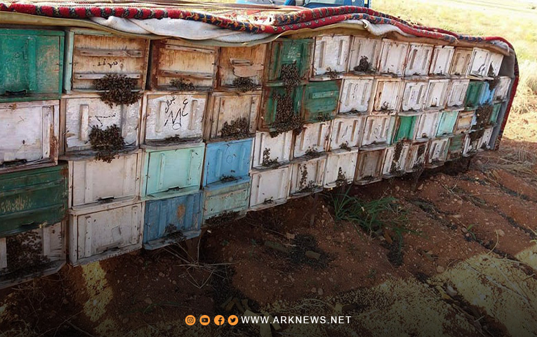 خلايا النحل تتسبب في مجـ.ـزرة بجنوب مدينة إدلب السورية 