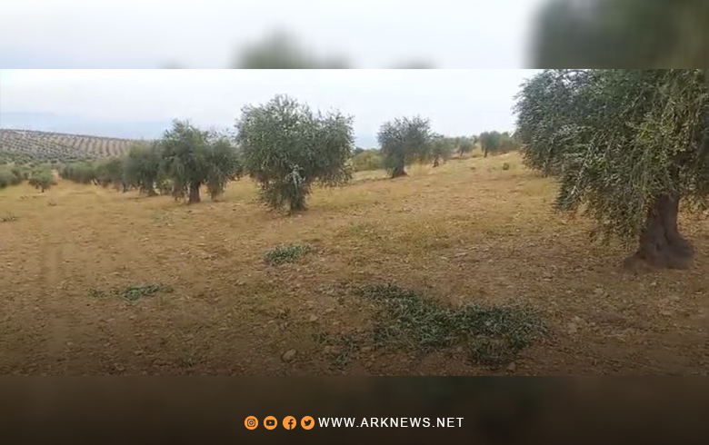 عفرين.. سرقة محصول 500 شجرة زيتون في إحدى قرى ناحية بلبلة 