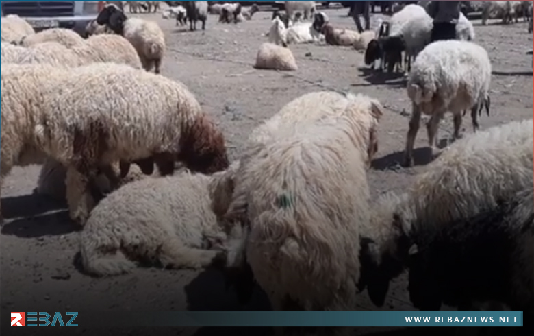 Al-Hasakah… The livestock markets are witnessing a boom with the approach of Eid Al-Adha
