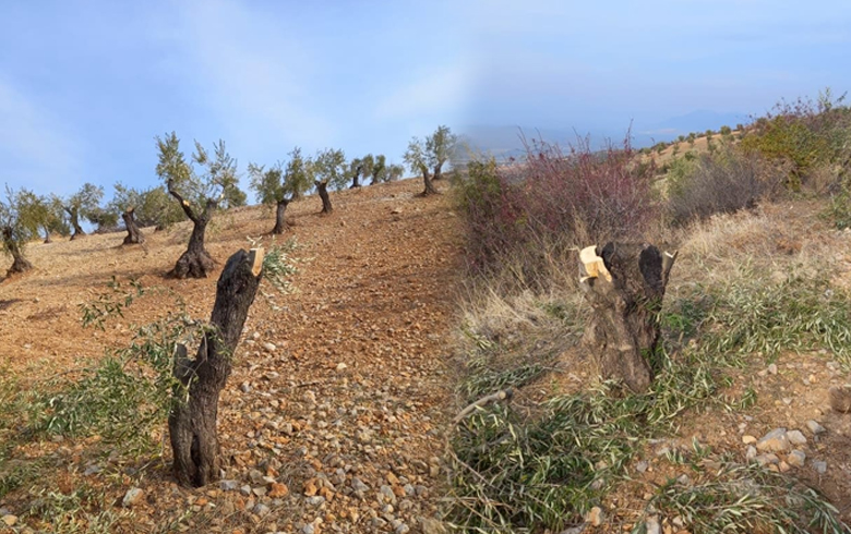 Afrin… An explosive device explodes during training and logging processes continue in Midanky town