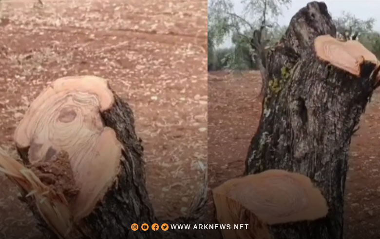 Afrin... Al-Amshat gunmen uproot more than 190 olive trees