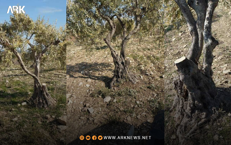 Afrin... Dozens of olive and pine trees were uprooted in the Jenderes town