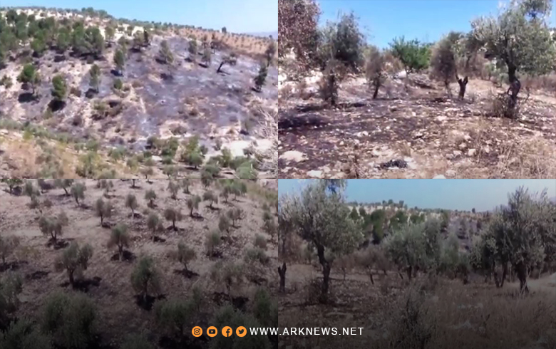 Afrin... Fires consume hundreds of olive and forests trees in the Mabata town