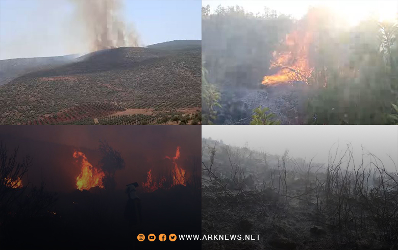 عفرين.. النيران تلتهم مئات الأشجار الحراجية والجبلية في ناحية بلبلة