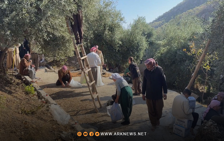 انطلاق موسم جني الزيتون السنوي في معبد 
