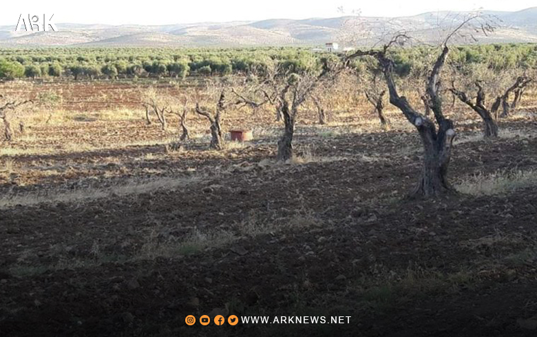 Afrin… Due to unjust cutting, the specter of desertification threatens the forests in Afrin