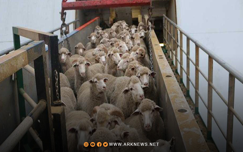 النظام السوري يستورد الأغنام الرومانية والفنزويلية والعجول المولدوفية 