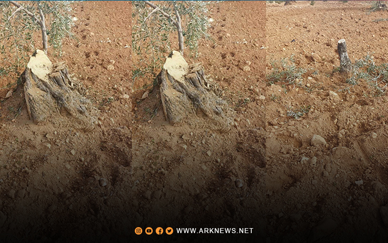 Afrin… About 150 olive trees were cut down by the factions in the Afrin region