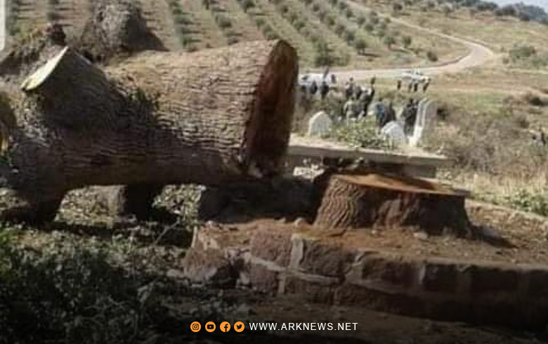 منشرة لبيع الحطب علناً في عفرين: 