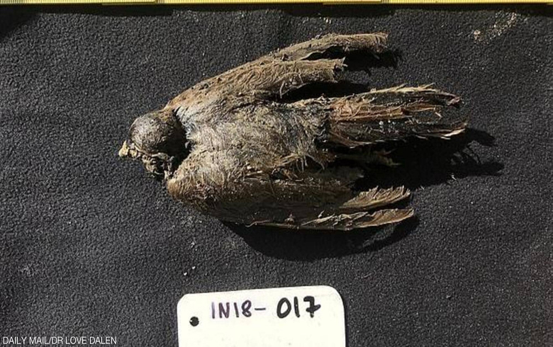 سیبیریا .... العثور على طائر عاش قبل 46 ألف عام