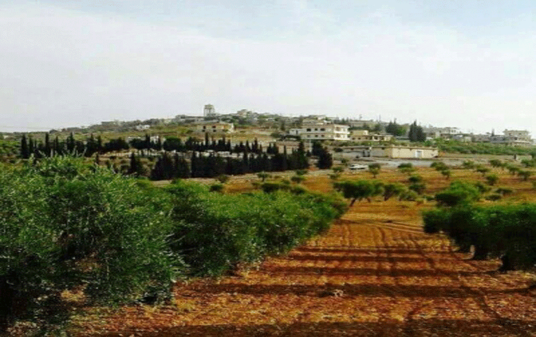 Afrin ... The owners of the looted olive fields are afraid of retaliation by the armed groups because of their complaints