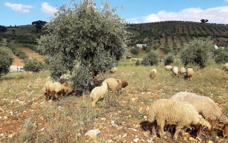 Afrin ... Arab settlers graze their cattle in the fields of Kurds