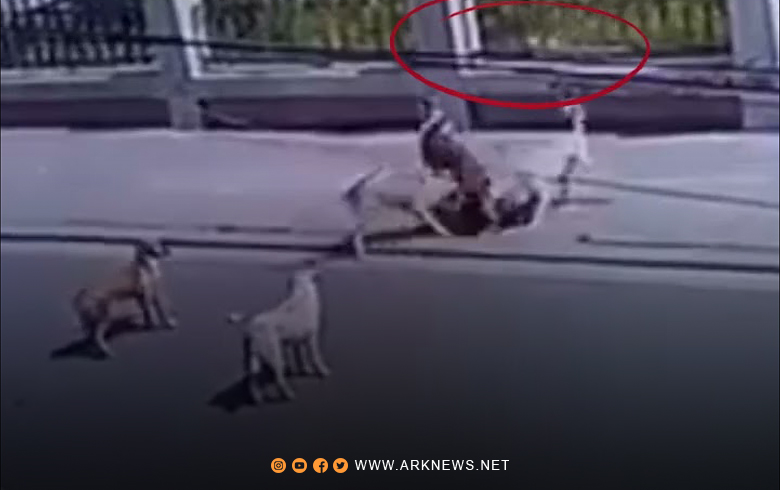 أربيل تعتزم بناء مأوى للكلاب السائبة: 