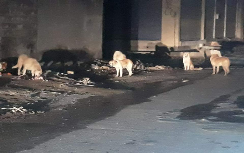 بالصور ... اجتياح الكلاب الشاردة لمدينة قامشلو , والضحايا هم الأطفال