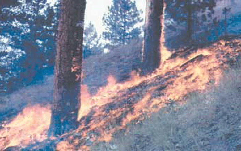 Afrin .. Deliberate fires in the forests of Mahmudiya and Karsan