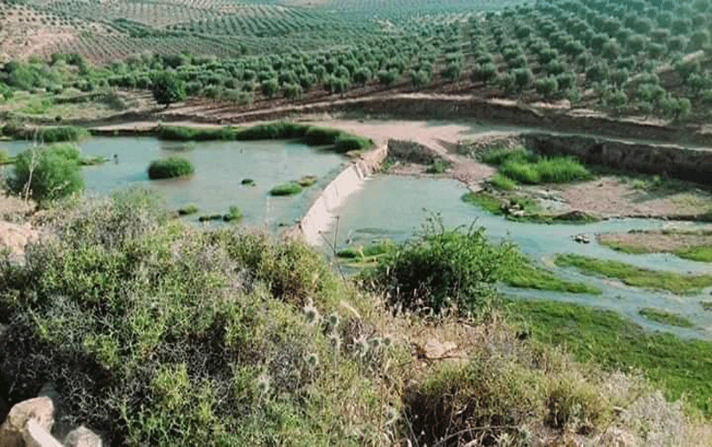   Afrin … Armed groups loot olive fields and impose fines on each tractor carries  olives