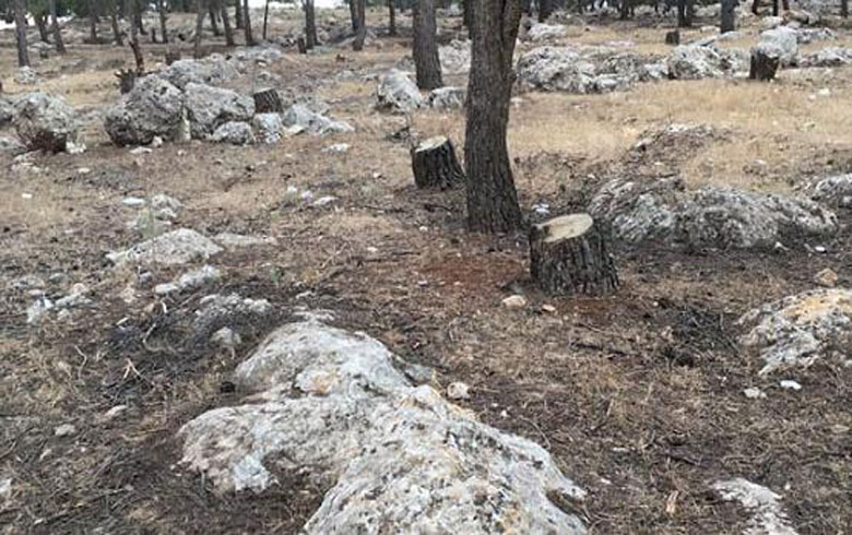  Afrin … Armed militias cut forests for trading and selling firewood  