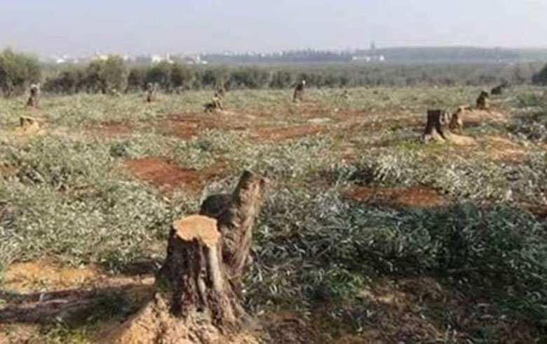 A pro-Turkey faction forces the residents of a village in “Mabata” town in Afrin countryside to bring sacks of firewood under the threats of rooting out olive trees in the area