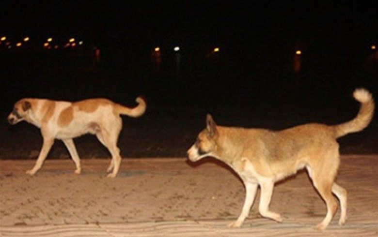 A strange phenomenon is spreading in Qamishlo city