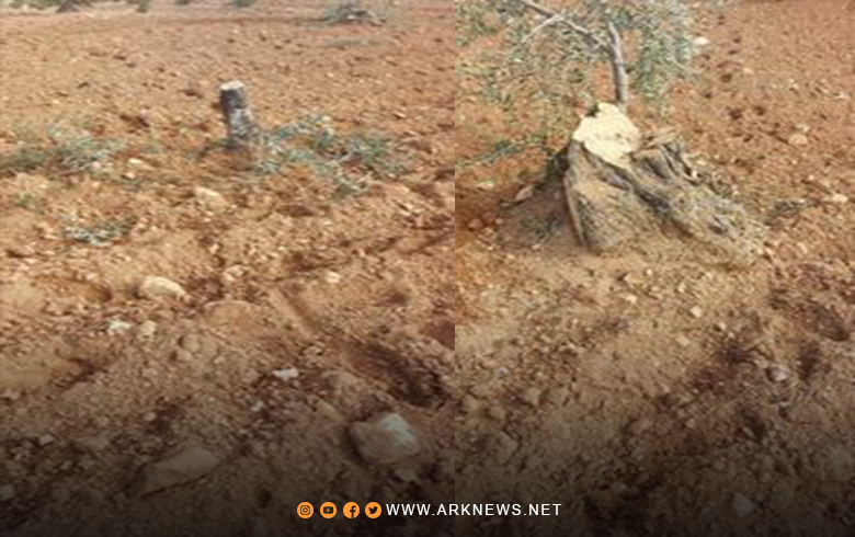 گرووپێن چەكدار سەد و پێنچی دارێن زیتونان یێن جۆتكارێن گورد ل باژاراێ عەفرینا رۆژئاڤایێ كوردستانێ ڤە برین