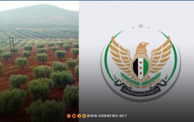 Syrian Interim Government: Protecting olive fields in Afrin is a priority