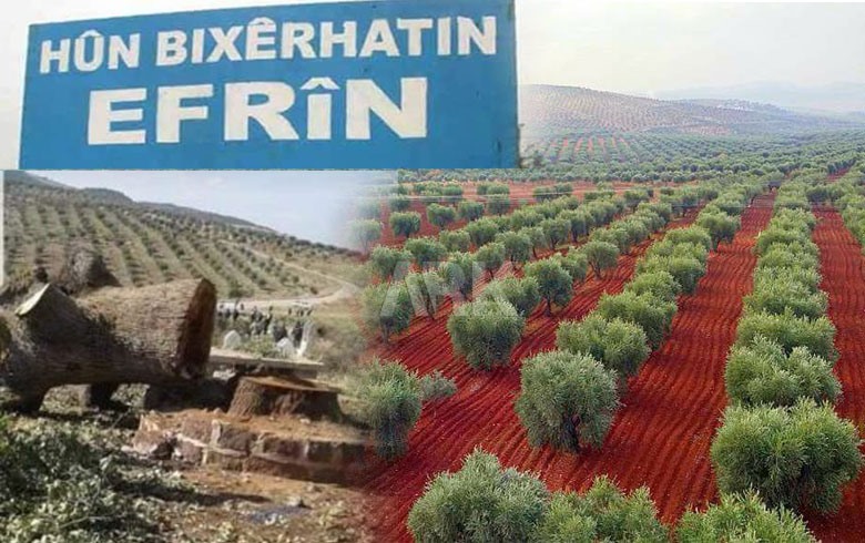 لعفرینێ گروپێن چەكدار باجا زەیتێ لسەر چەندین گوند دسەپینە