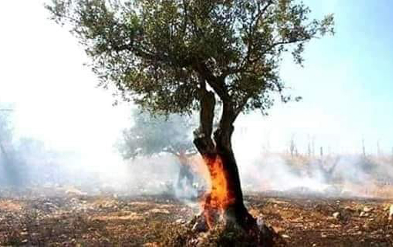 عەفرین .. گرووپێن چەكدار ئاگر بەردانە دار وباغێن كوردان