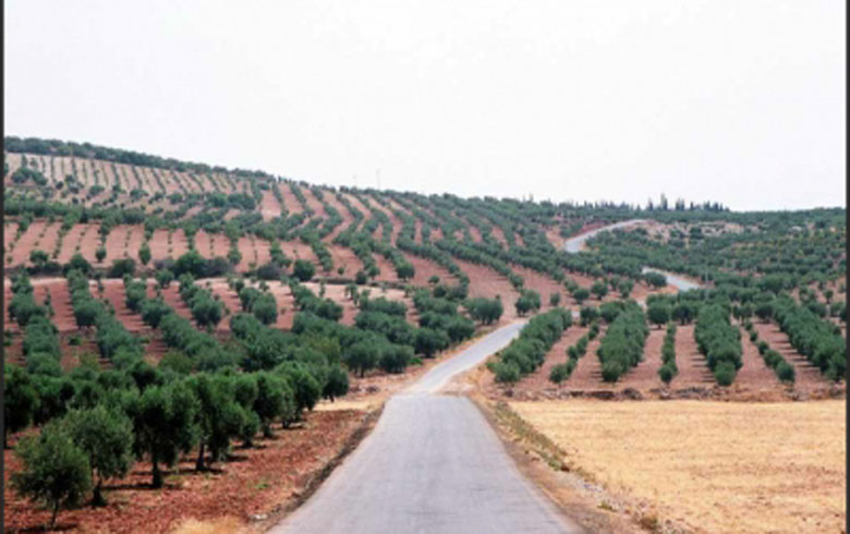 ده‌ربه‌ده‌ر به‌رهه‌مێن زه‌يتوونان ل عه‌فرينێ تالان دكن