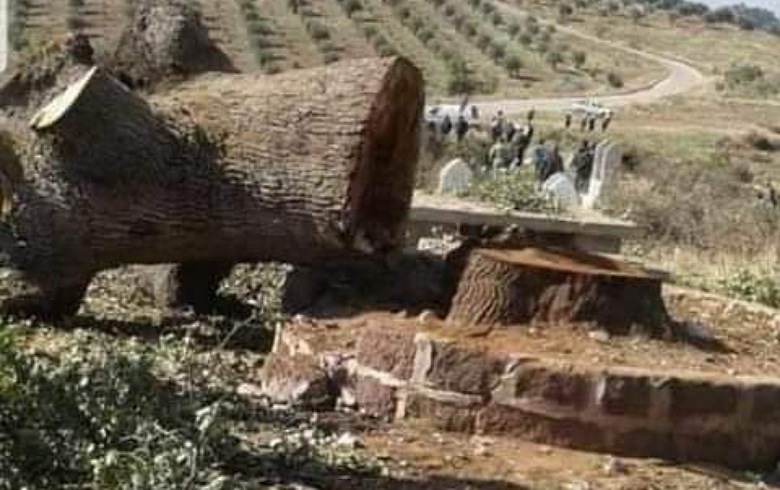 قطع أكثر من مليون و300 ألف شجرة في عفرين وناحية ماباتا الأكثر ضرراً