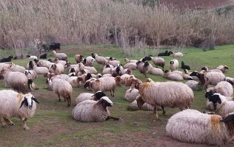 قياديون ومسلحون يسرقون المواشي في عفرين