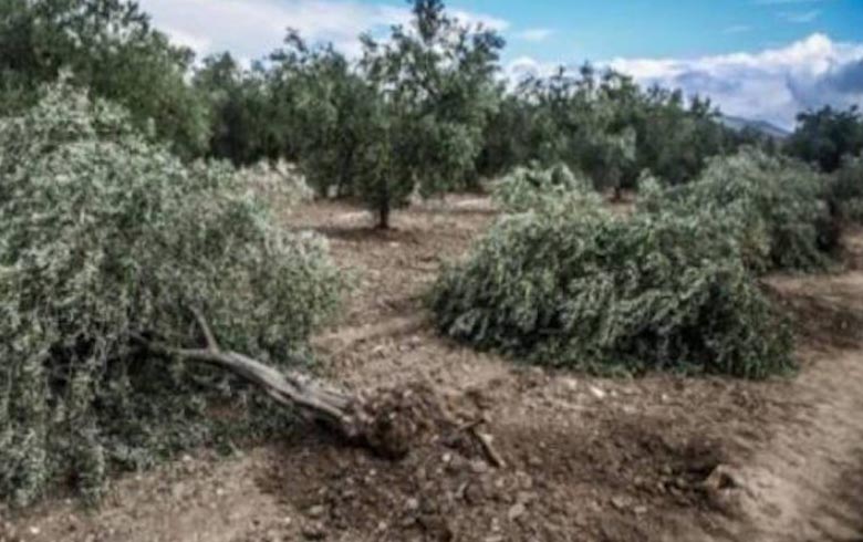 Afrin .. Cutting down olive and forest trees continue by armed factions 