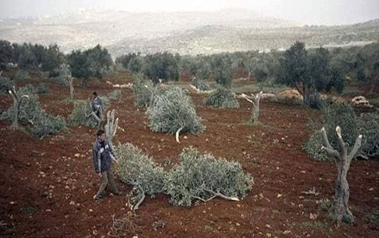 Afrin ... An armed group cut down 150 olive trees belonging to a widow