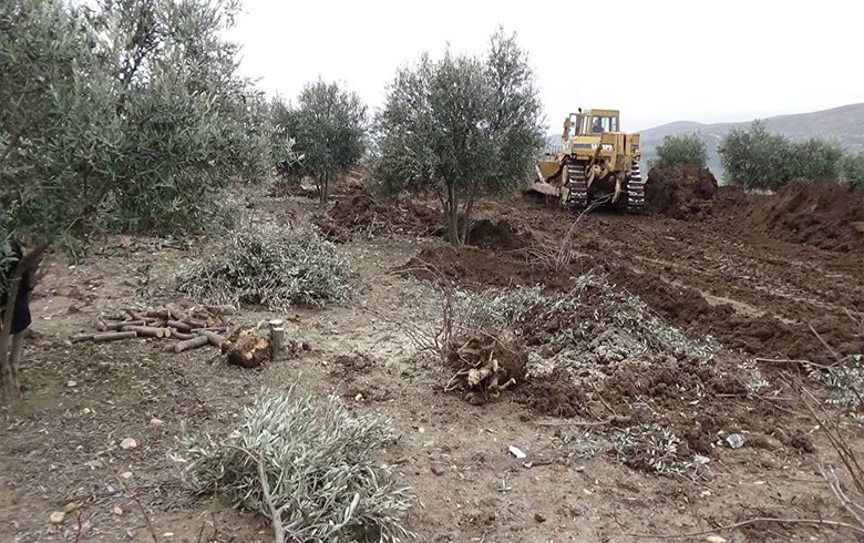Efrîn .. Hikûmeta Turkiyê bi tirêksan darên zeytûnan  hil dike