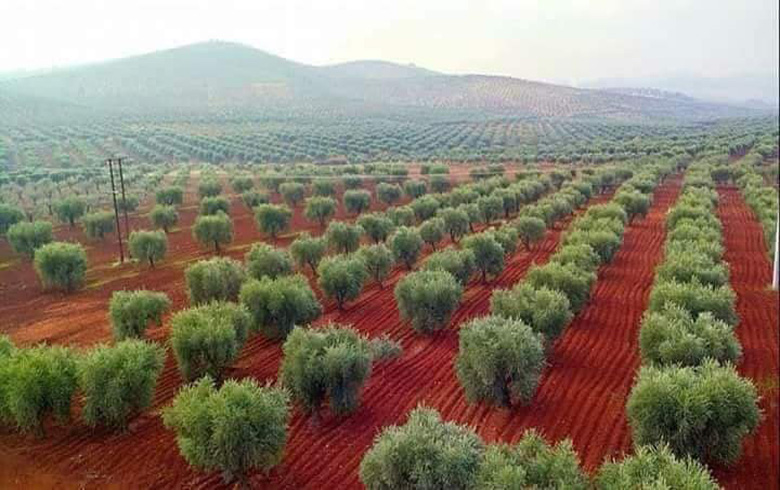 Civînek navbera Turkiyê û rûsipiyên Efrînê ji bo demsala zeytûnan çêbû 