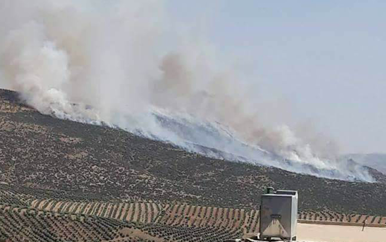 الفصائل المسلحة تضرم النيران بغابات عفرين للاتجار بحطبها 