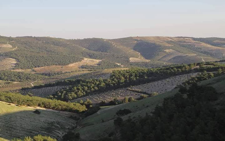 Çekdar darên Efrînê dibirin 
